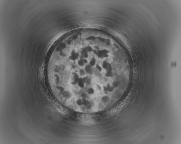 X0000095510875200801111411