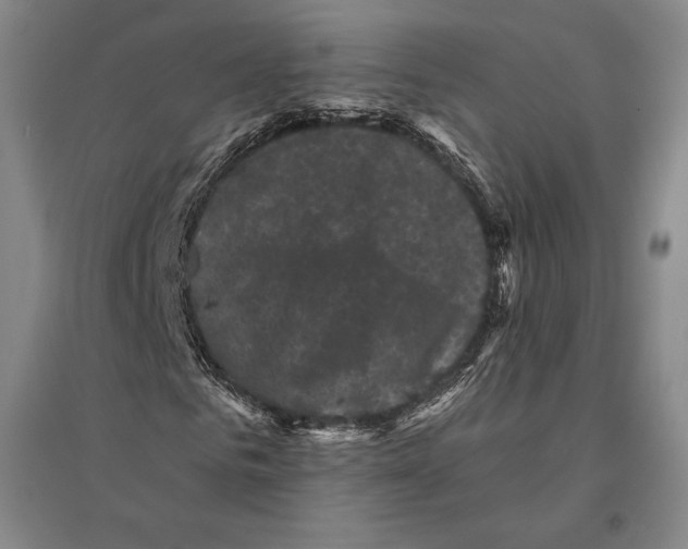 X0000095510961200801111410