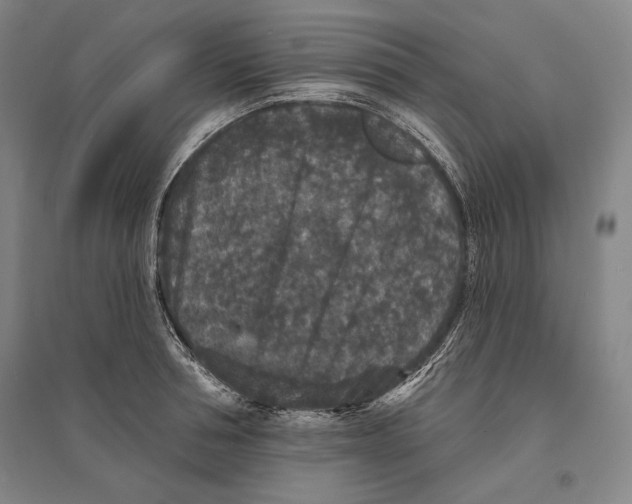 X0000095510994200801111409