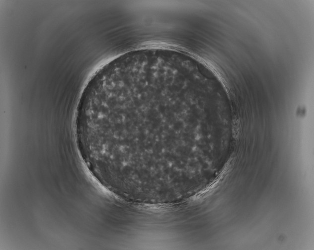 X0000095510995200801111409