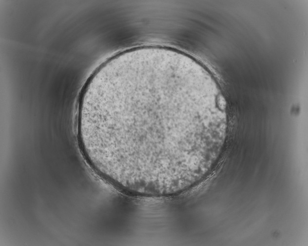 X0000095511126200801111407