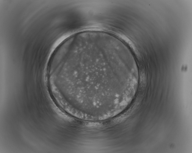 X0000095511466200801111402