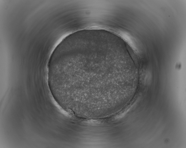 X0000095511476200801111402