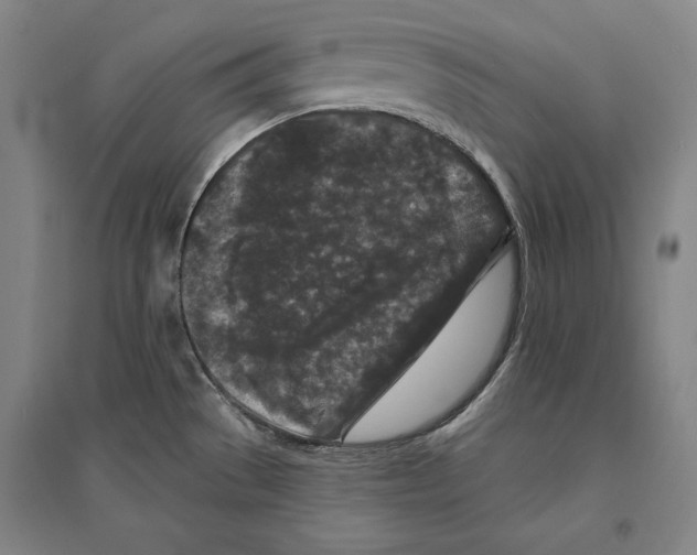 X0000095511529200801111401