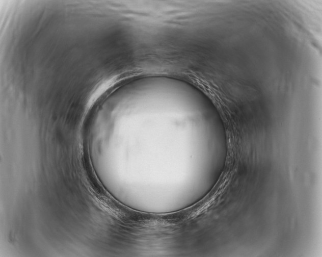X0000095520246200712140916