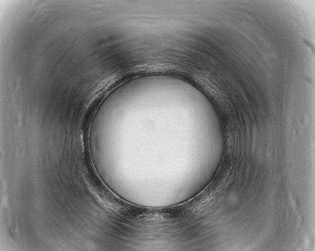 X0000095520254200712140916