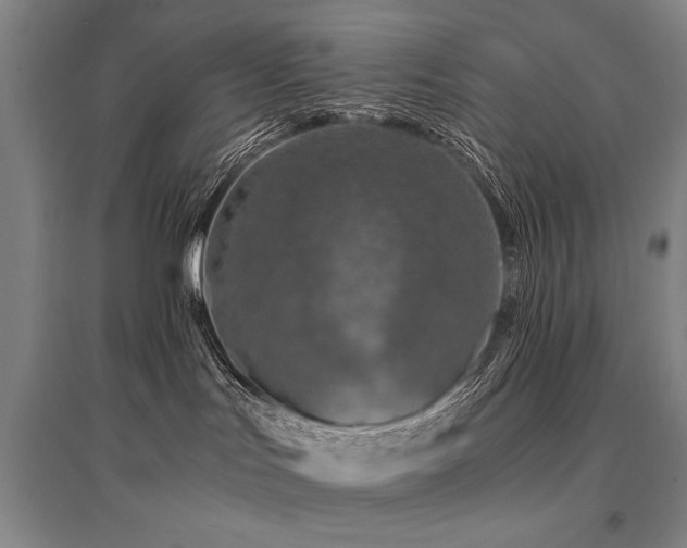 X0000095520047200712141456