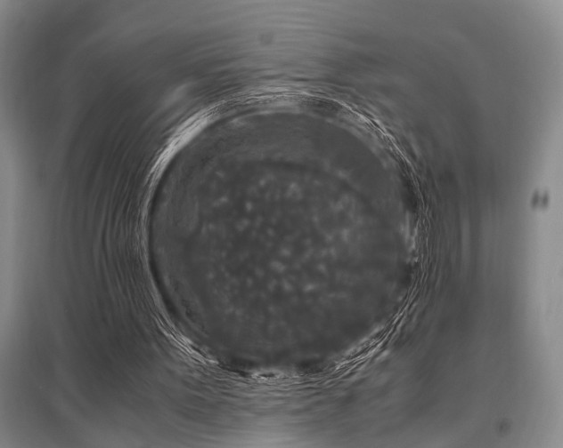 X0000095520099200712141455