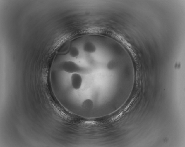 X0000095520153200712141454