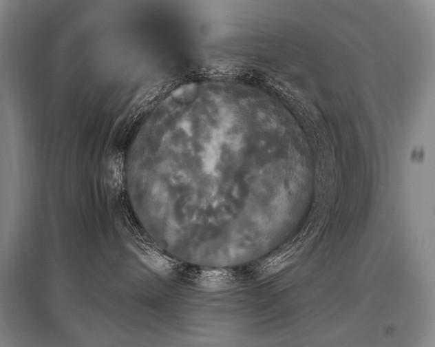 X0000095520240200712141453