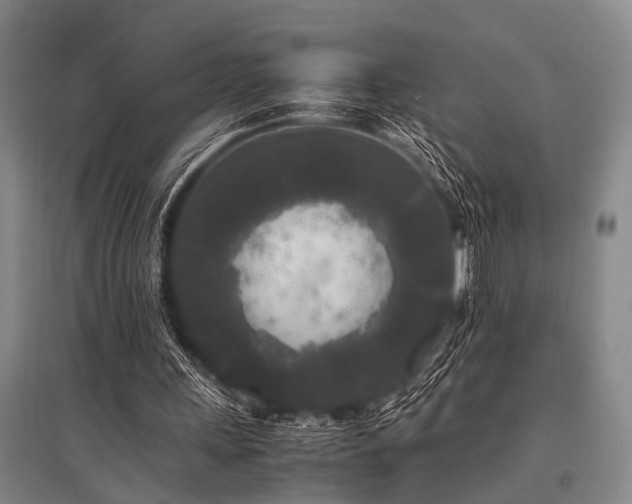 X0000095520243200712141452