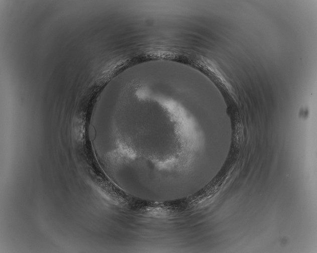 X0000095520259200712141452