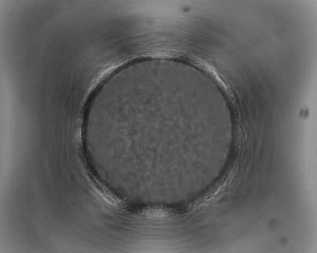 X0000095520299200712141452