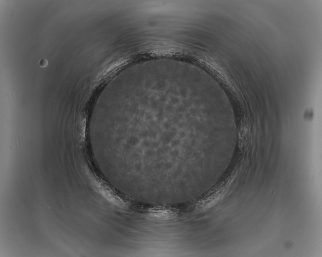 X0000095520454200712141450