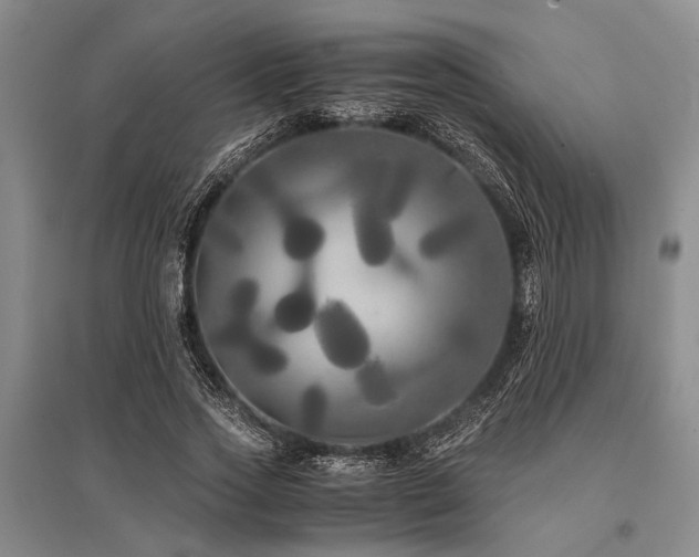 X0000095520733200712141445