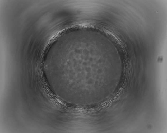 X0000095520776200712141445