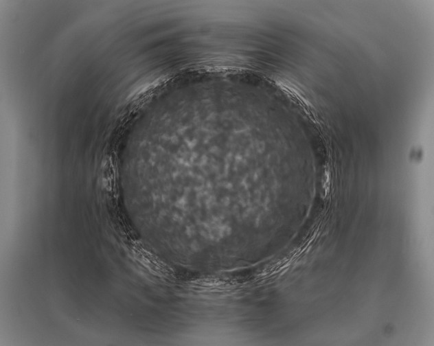 X0000095520917200712141442