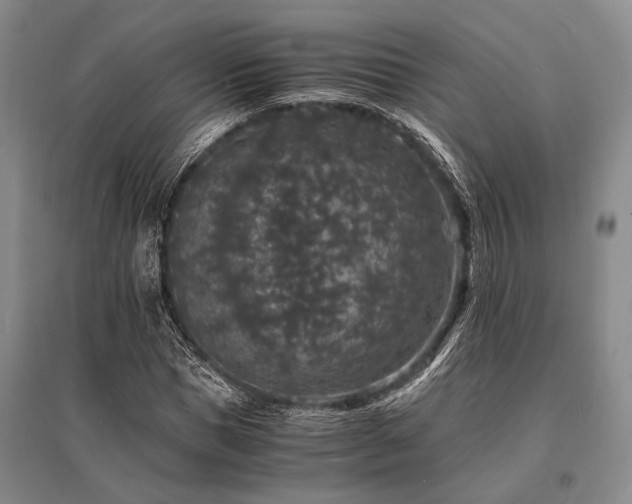 X0000095520921200712141442