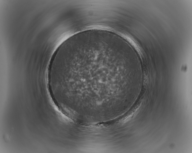 X0000095520999200712141442