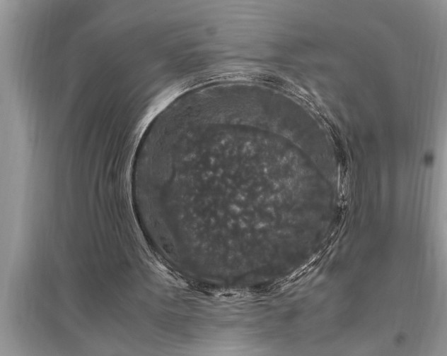 X0000095520099200712211312