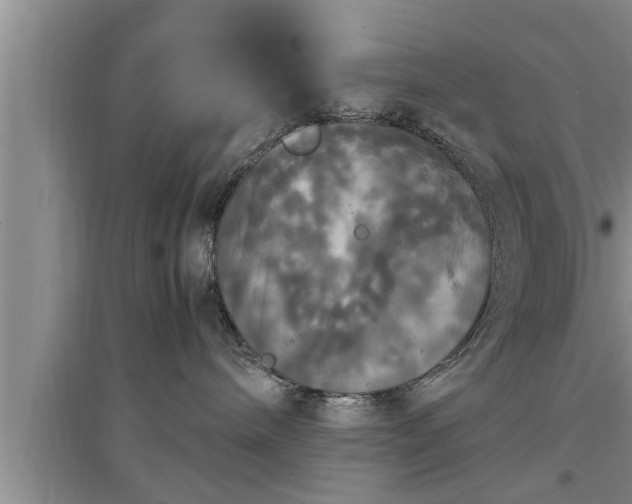 X0000095520240200712211310