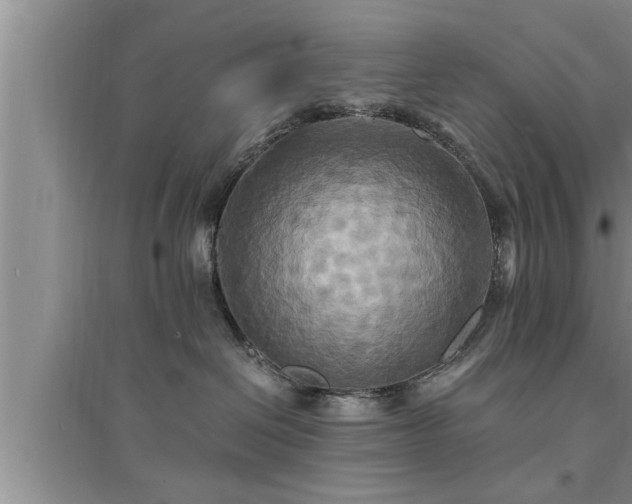 X0000095520286200712211309