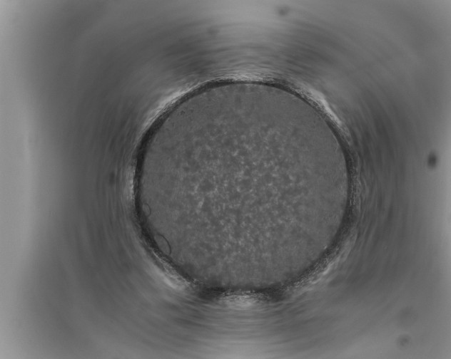 X0000095520299200712211309