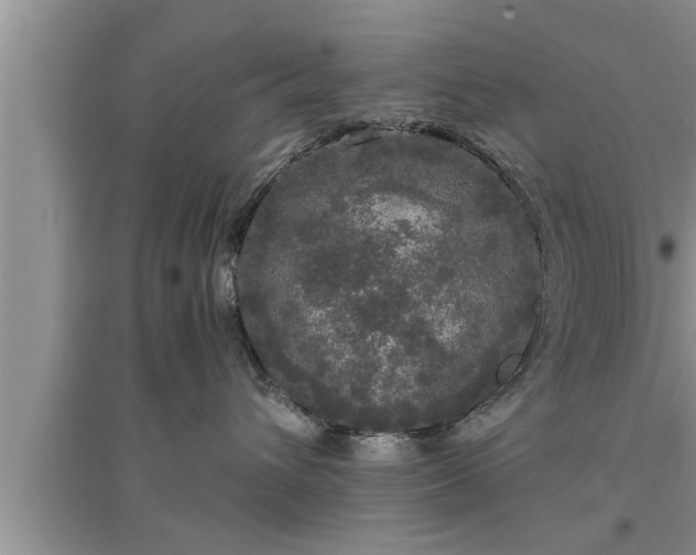 X0000095520432200712211307