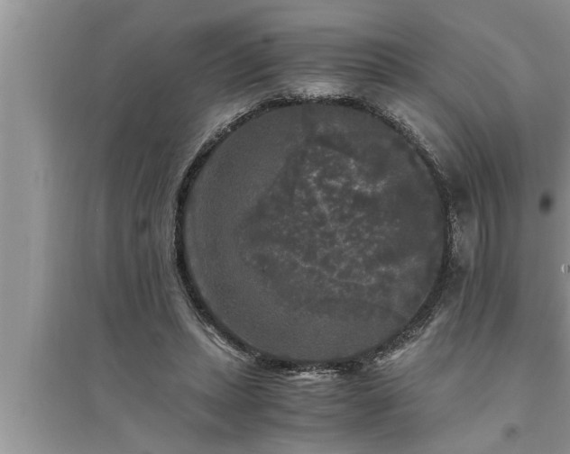 X0000095520447200712211306