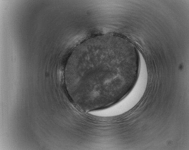 X0000095520527200712211305