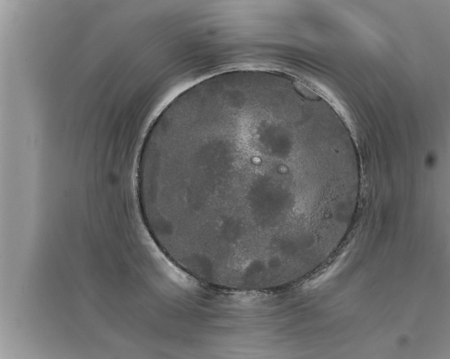 X0000095520803200712211301