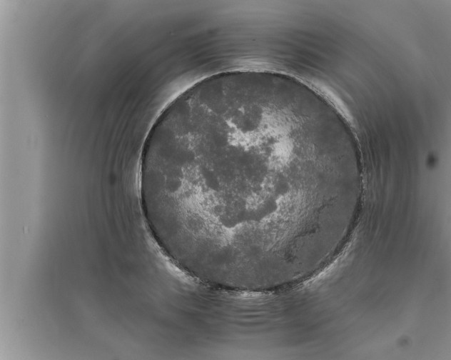 X0000095520839200712211301