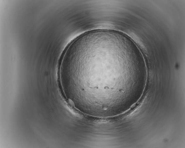 X0000095520846200712211301