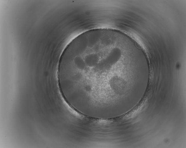 X0000095520847200712211301