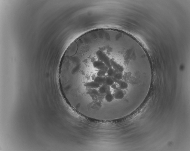 X0000095520895200712211300