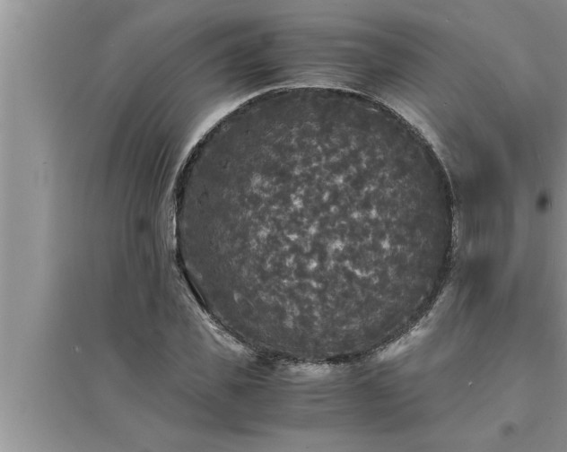 X0000095520925200712211259