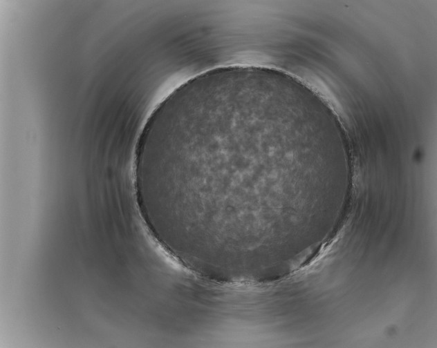 X0000095520990200712211259