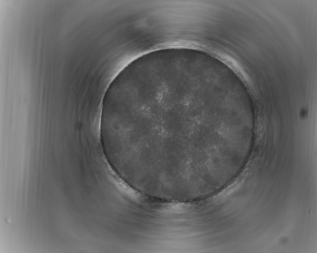 X0000095521228200712211255