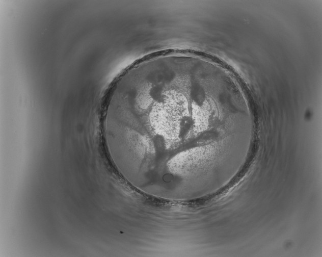 X0000095521263200712211255