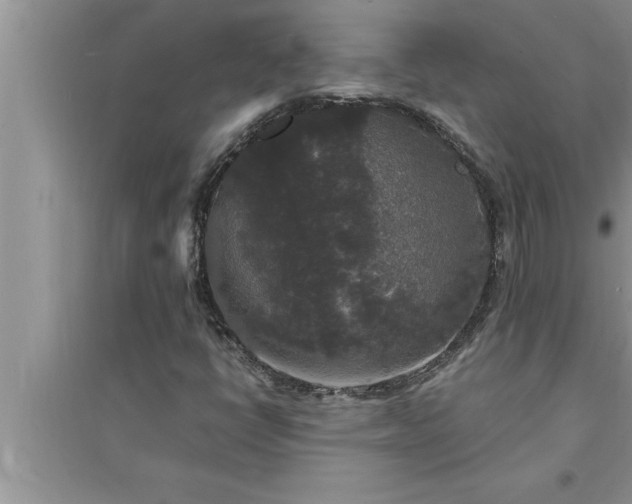 X0000095521398200712211252