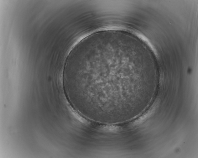 X0000095521417200712211252