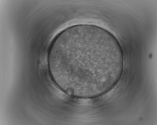 X0000095521498200712211251