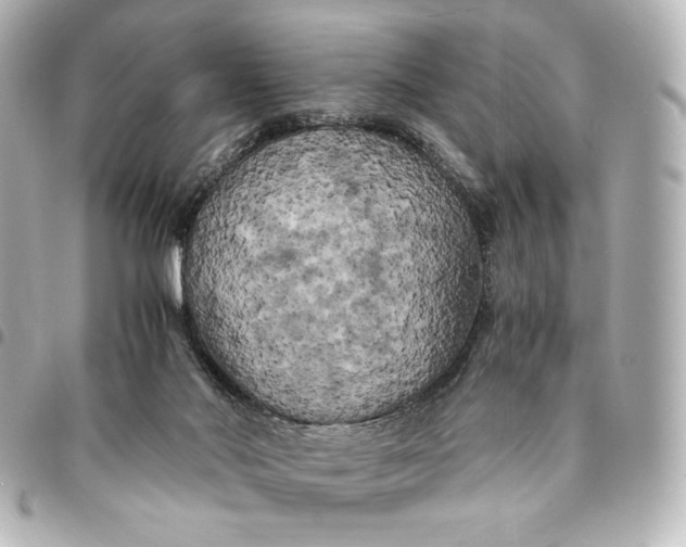 X0000095520022200712281510