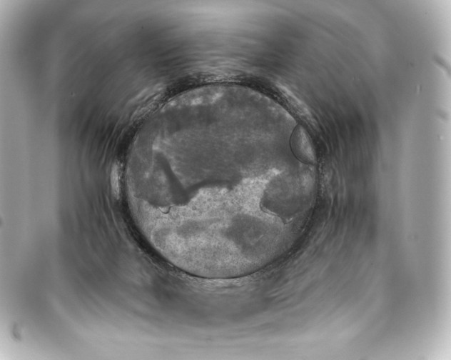 X0000095520026200712281510