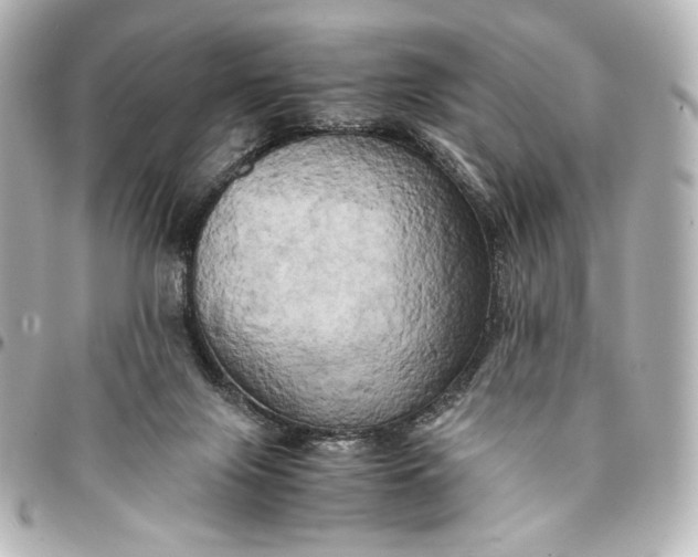 X0000095520071200712281509