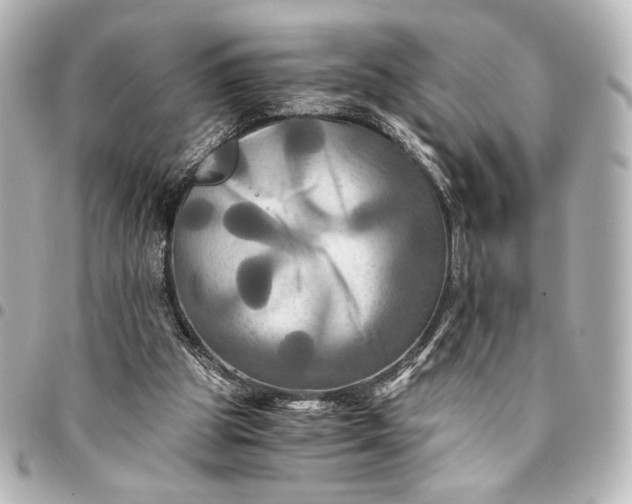 X0000095520153200712281508