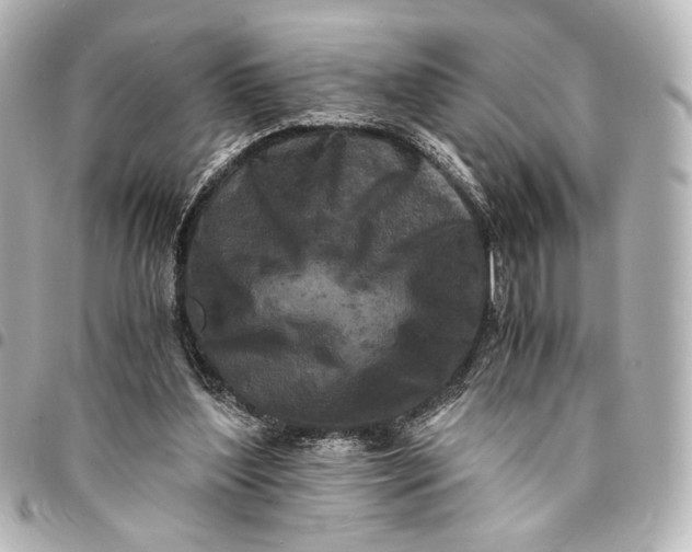 X0000095520204200712281508