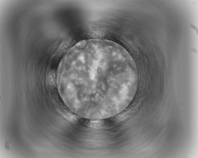 X0000095520240200712281507