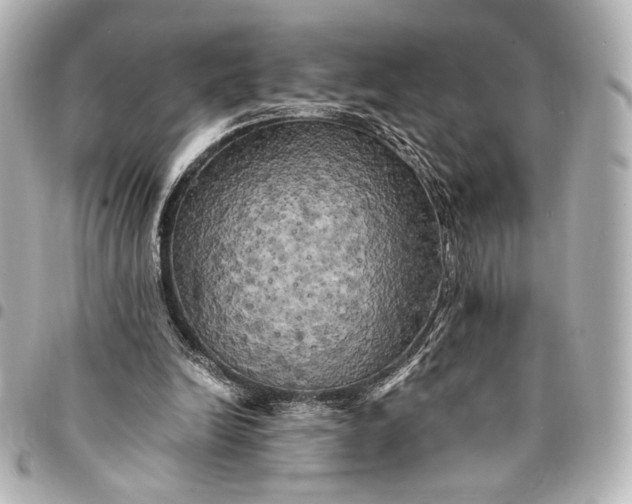 X0000095520246200712281506