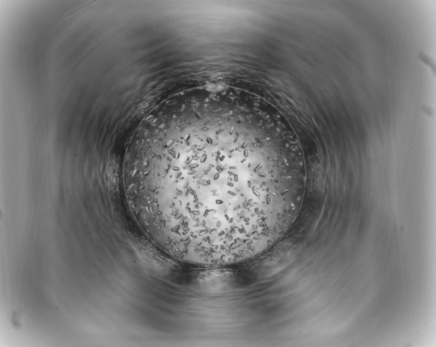 X0000095520274200712281507